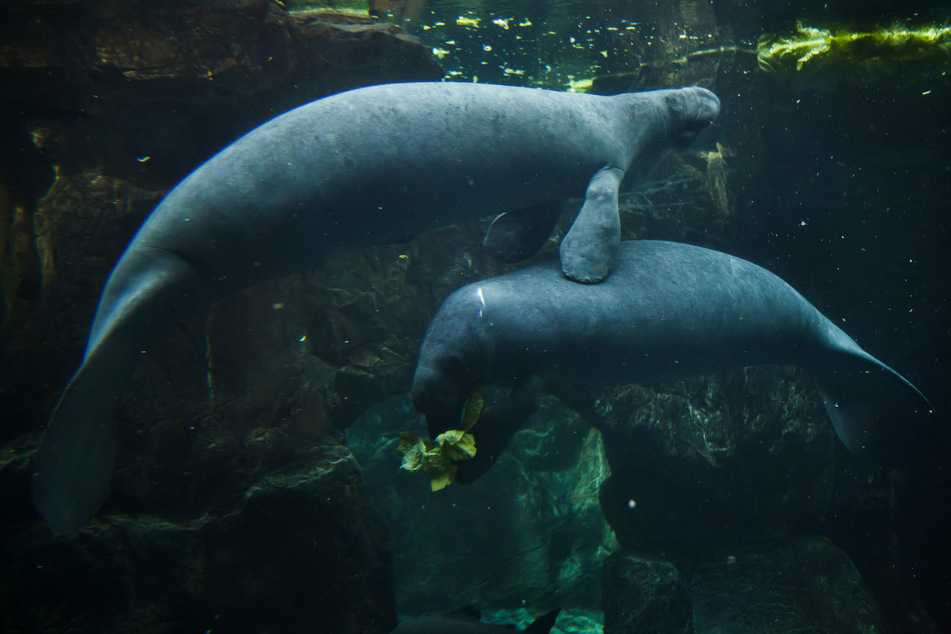 Manatees' favorite food is seagrass, but that's in short spupply these days.