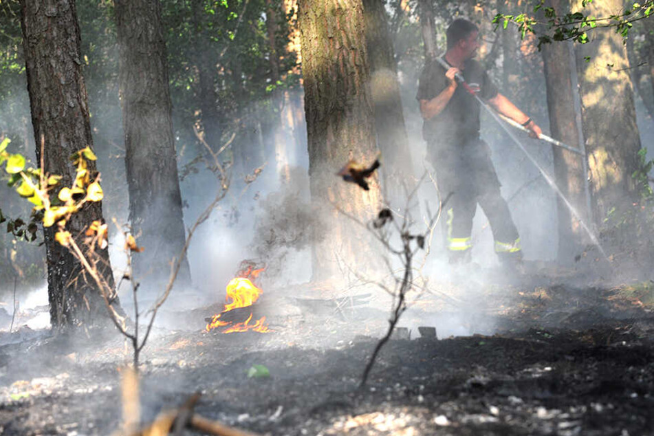 Die Flammen griffen auch auf eine nahes Waldstück über.