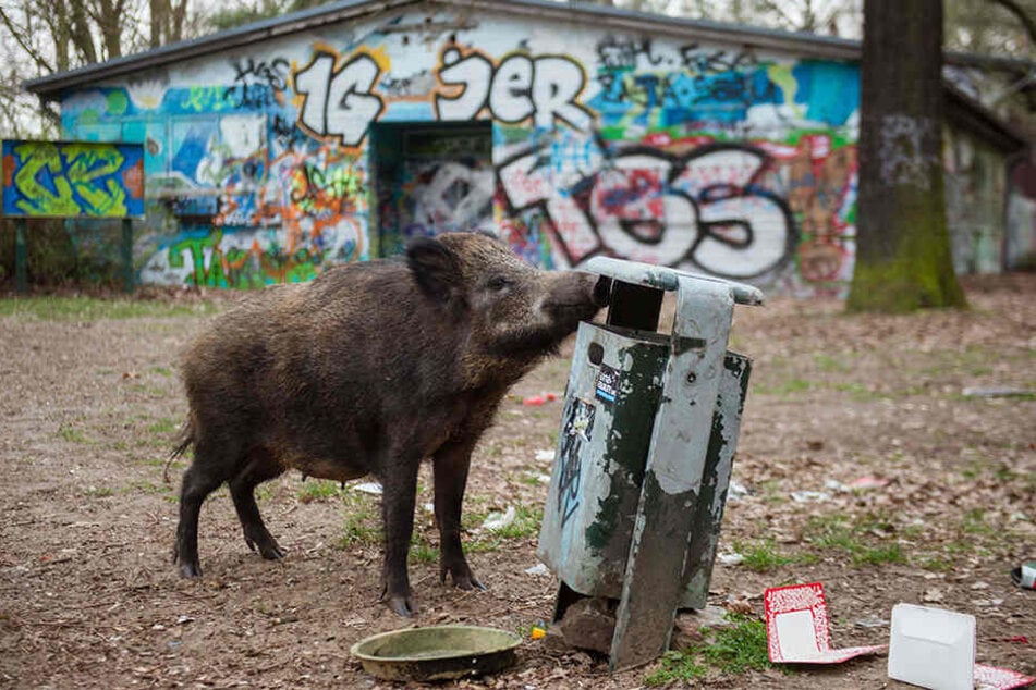 Auf der Suche nach Nahrung rücken Wildschweine ohnehin schon nahe an den Menschen heran.