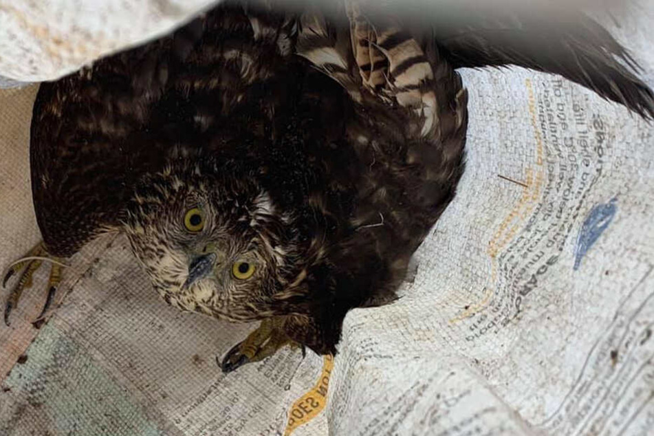 Drinnen hockte ein verängstigter Wildvogel, der unter Tierschutz steht.