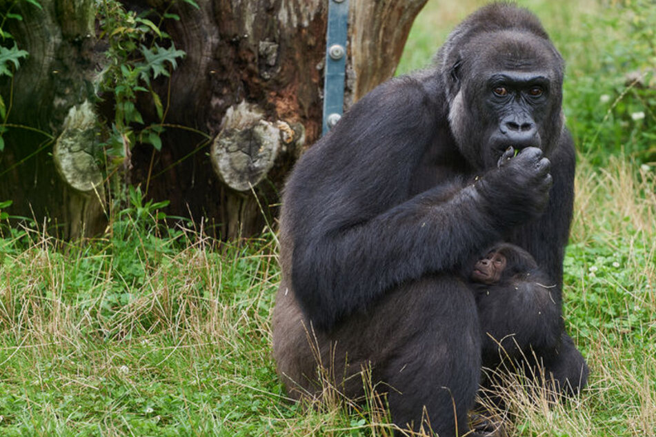 Nach Feuer-Drama im Affenhaus: Nachwuchs bei Gorillas im Krefelder Zoo