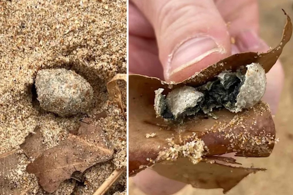 Australian authorities closed nine Sydney beaches on Tuesday after mysterious white and grey balls washed up along the coast.