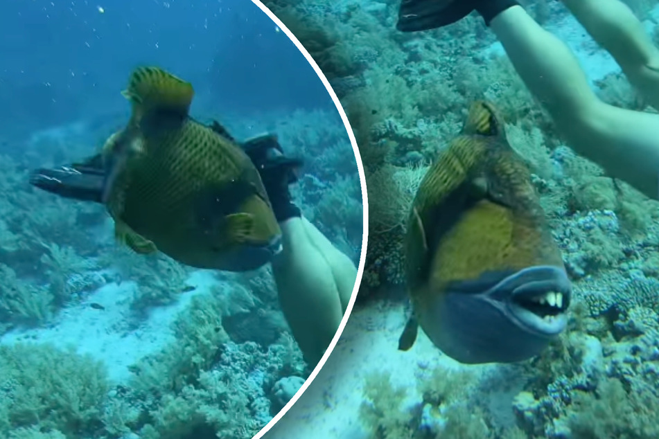 Scuba diver attacked by "goofy" fish with human-like teeth!