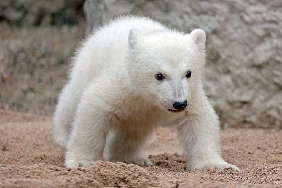 Der kleine Eisbär im Karlsruher Zoo ist jetzt schon ein Star - dabei hat ihn bisher kaum jemand direkt gesehen.