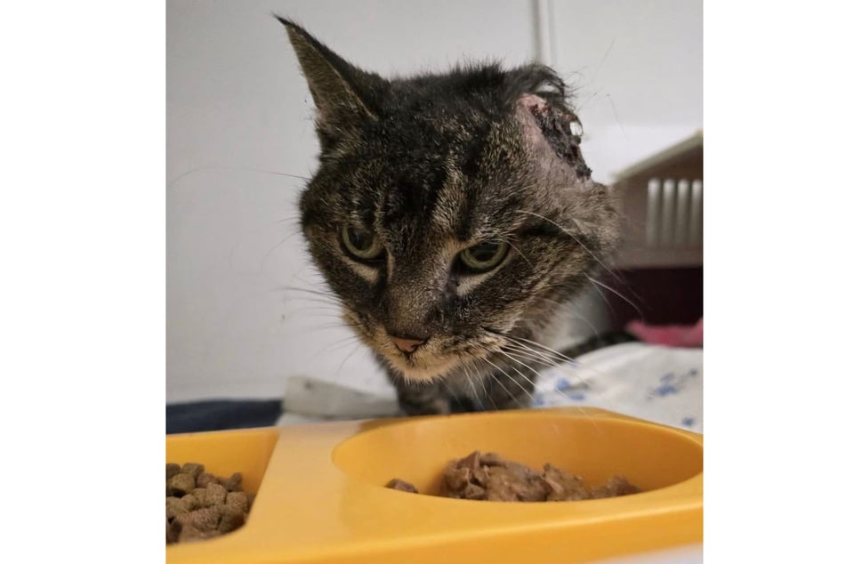 La gata herida está siendo rehabilitada en el refugio de animales.
