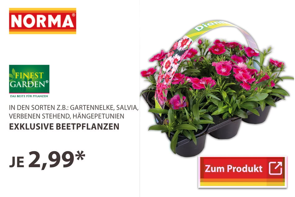 Exklusive Beetpflanzen