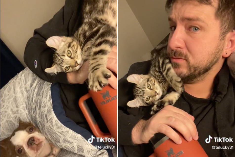 A kitten named Kevin from Craigslist showed its new owner some love in a viral TikTok.