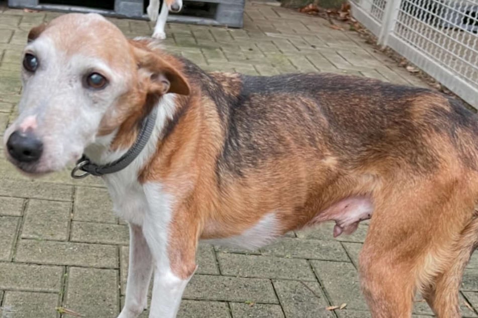 Hund Nico war stark untergewichtig, als er im Kölner Tierheim eintraf,