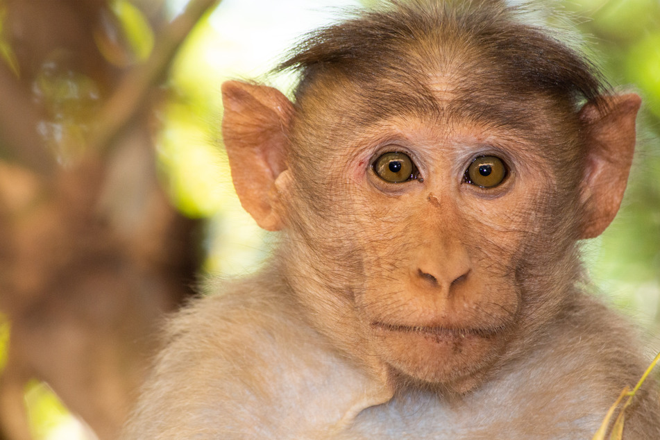 Monkeys, even the biggest among them, can look uncomfortably similar to humans.