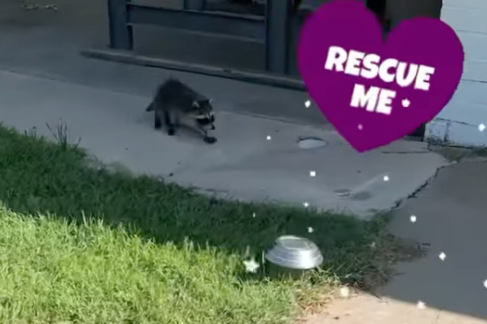 The baby raccoon ran towards his rescuer when it saw her coming towards her.