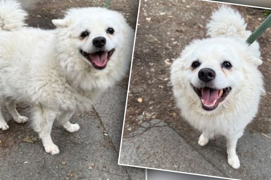 Sauveteurs d'animaux s'assurent que ce chien pelucheux est porté disparu : mais alors tout se passe autrement