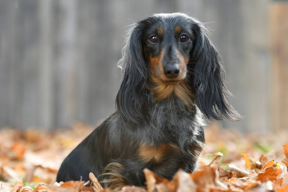 Dachshunds might be tiny, but they have pretty big personalities!