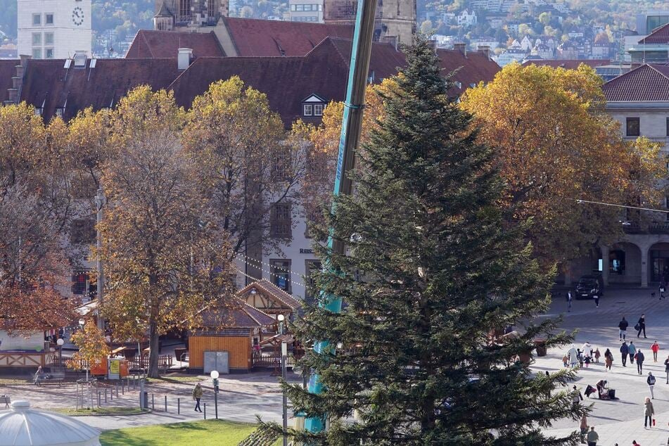 Der Aufbau der Riesentanne machte einen komplexen Arbeitseinsatz erforderlich.