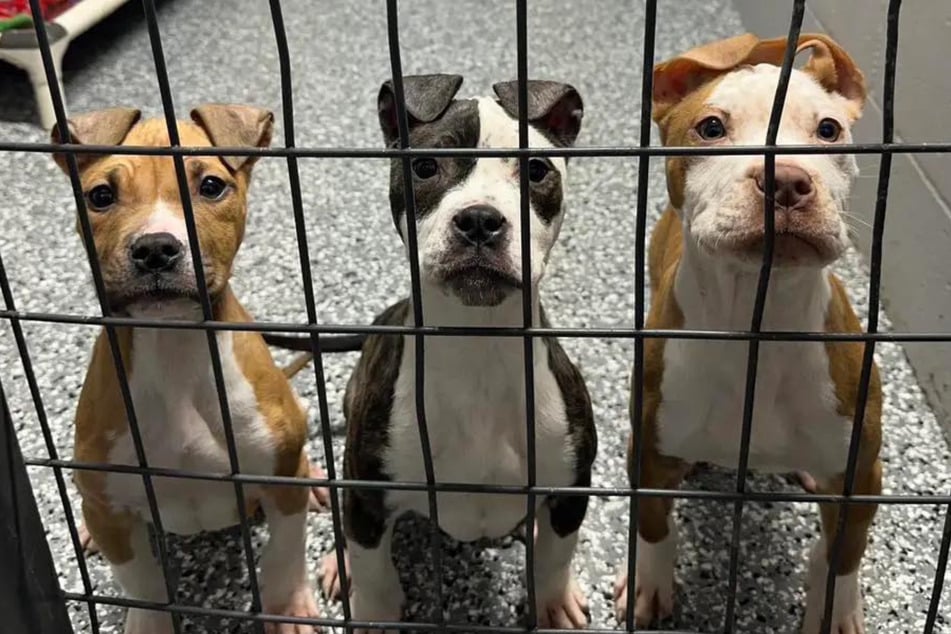 Gemeinsam einsam: Kenji (r.) ist nun mit zweien seiner Geschwister wieder vereint.