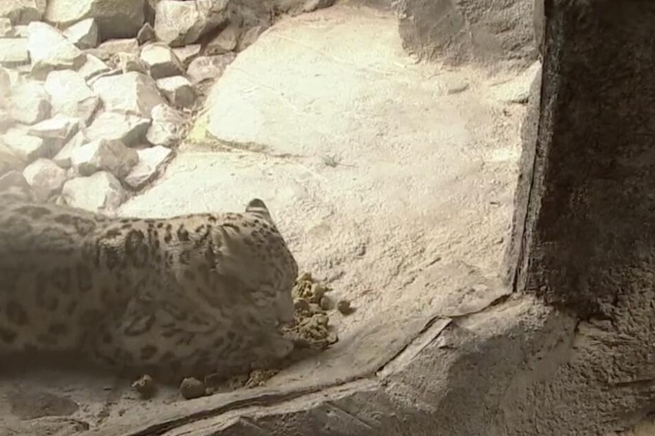 Mhm, Pferdeäpfel! Bei den Schneeleoparden kommt die stinkende Abwechslung gut an.