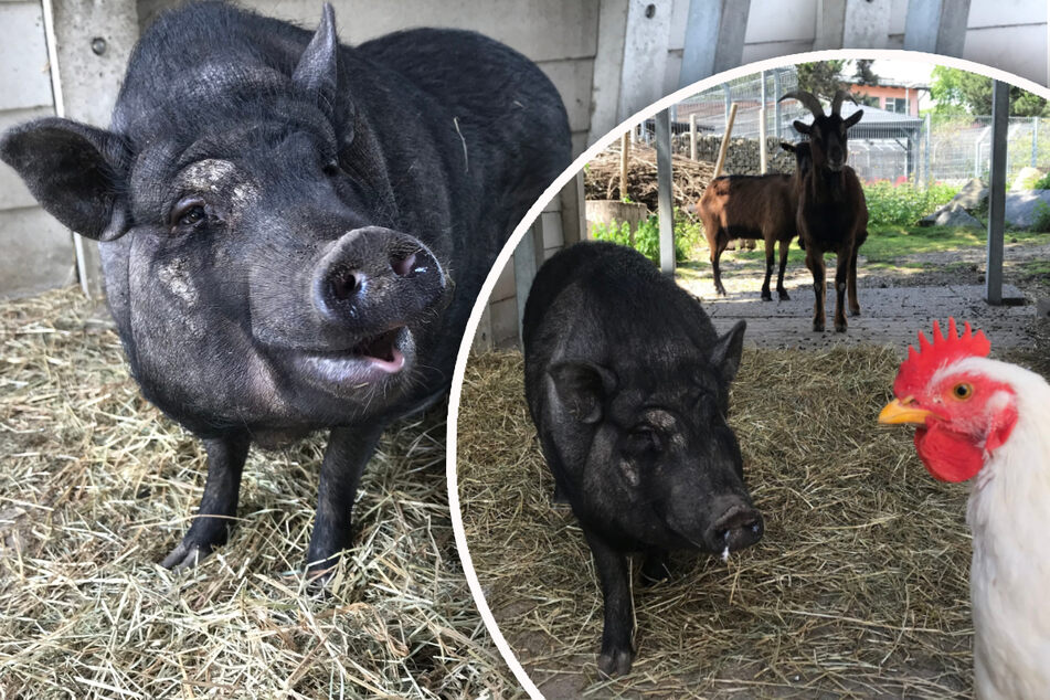 Schweinedame schließt besondere Tier-Freundschaften: Doch wo sind Tofus Artgenossen?
