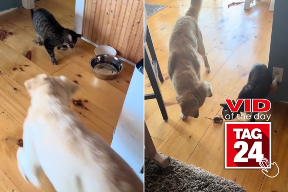 viral videos: Viral Video of the Day for June 30, 2024: Dog and cat are no match for household mouse intruder!
