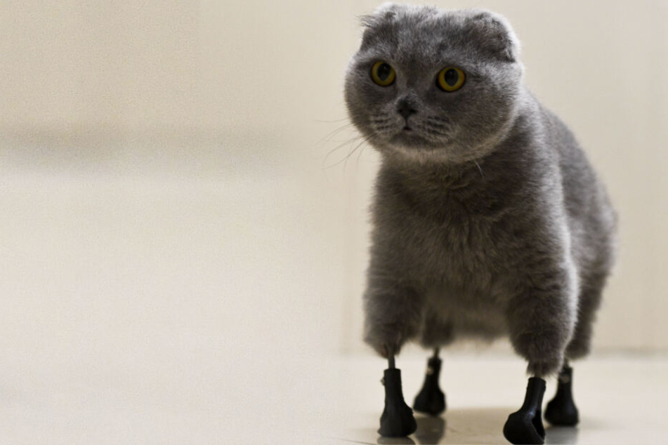 Tatzen im Winter verloren: Katze Dymka kann dank 3D-Drucker wieder laufen
