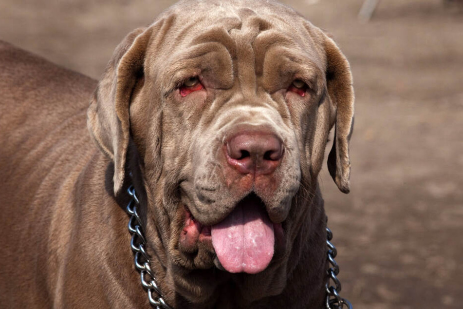 Der Mastiff griff den Yorkshire an und verletzte diesen schwer. (Symbolbild).