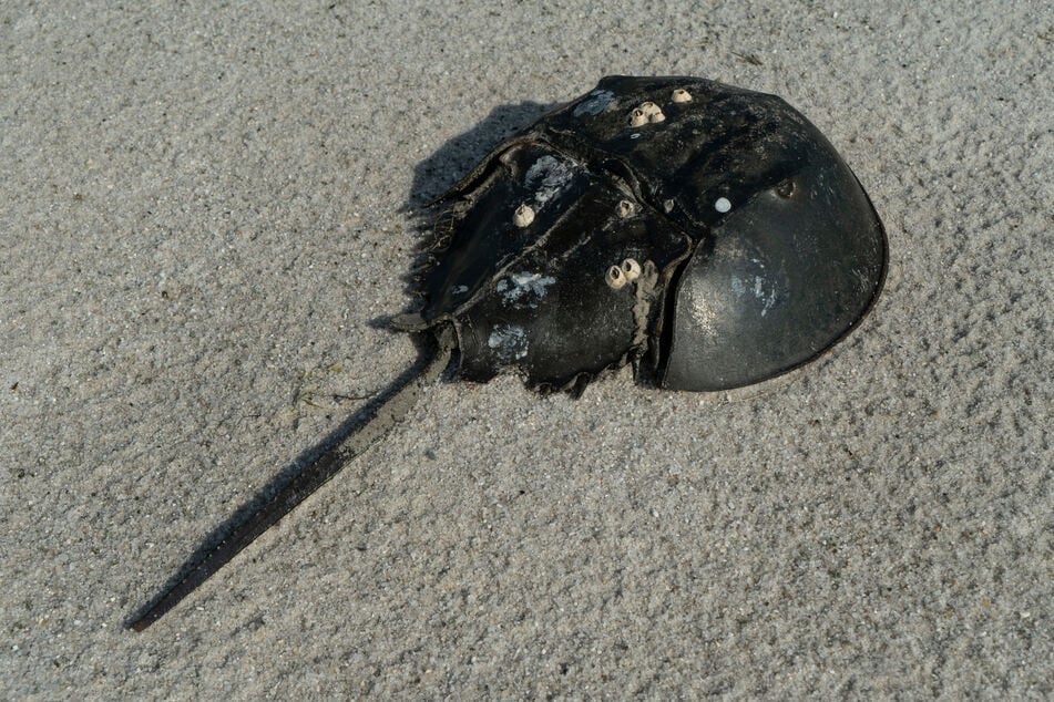 The Center for Biological Diversity has sued the Trump administration for failing to protect the horseshoe crab population.