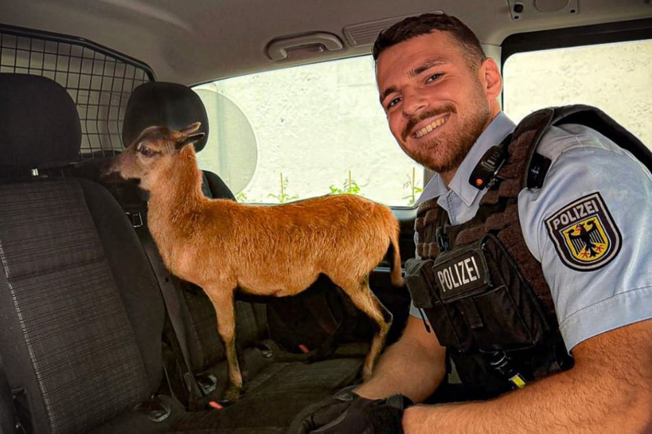 Die Polizei brachte Kamerunschaf Rosi mit dem Streifenwagen ins Tierheim Bergheim.
