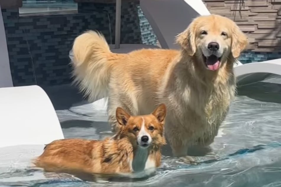 Corgi Ruby und Golden Retriever Maui in trauter Zweisamkeit - die in wenigen Sekunden enden wird.