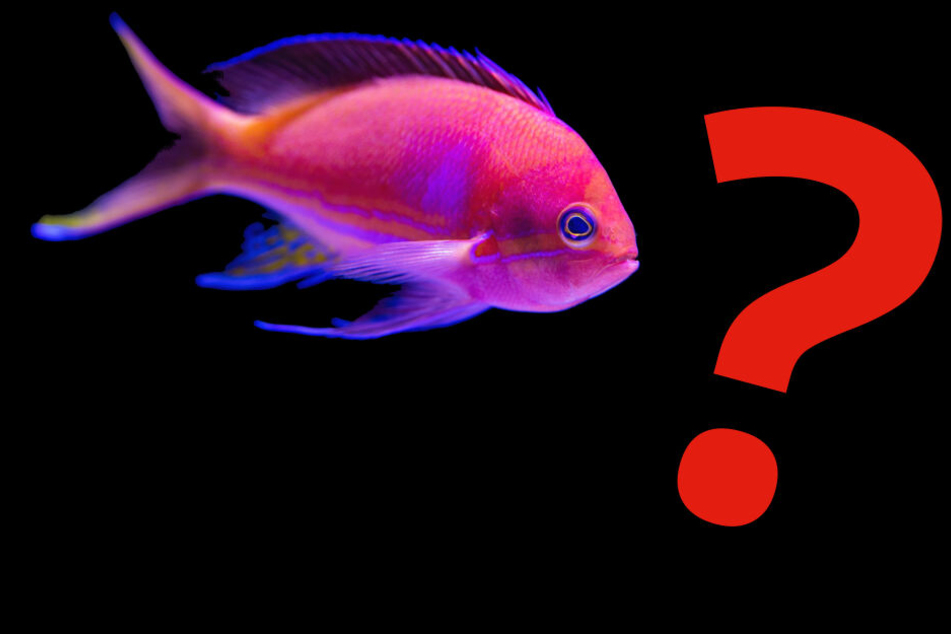Wer hält den Fisch?