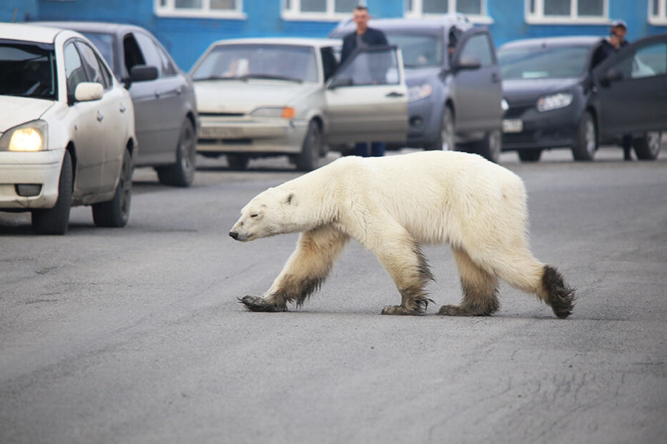 Der Eisbär zeigte sich von Autos und Menschen völlig unbeeindruckt...