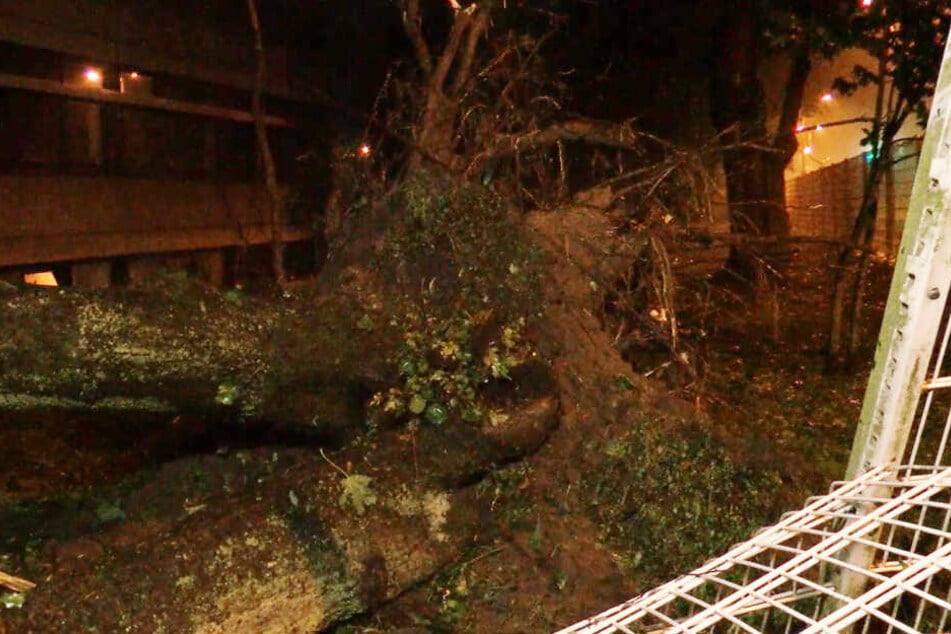 Zahlreiche Bäume wurden vom Unwetter entwurzelt.
