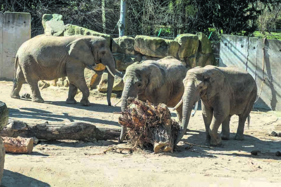 Die Ele­fan­ten­kü­he Drum­bo, Mo­g­li und Sawu ha­ben ihr neu­es Heim be­reits kurz vor Os­tern be­zie­hen kön­nen.