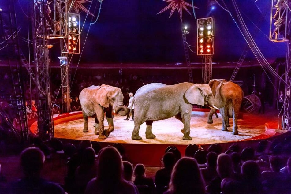 Solche Auftritte mit Elefanten im Zirkus sollte es künftig eigentlich nicht mehr geben.