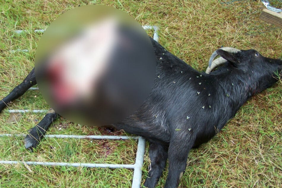 Arme Anni: So fand Jürgen Müller das Ziegenweibchen am Morgen nach dem Wolfsangriff. Ein 1,50 Meter hoher Zaun konnte den Wolf nicht abhalten.