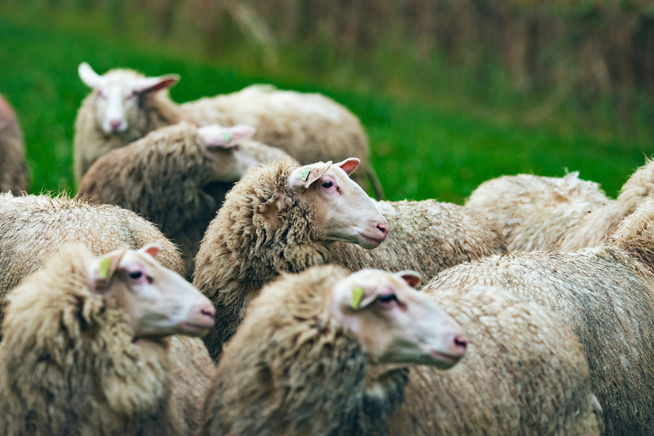 Schafe sind für Wölfe oft eine leichte Beute. (Symbolbild)