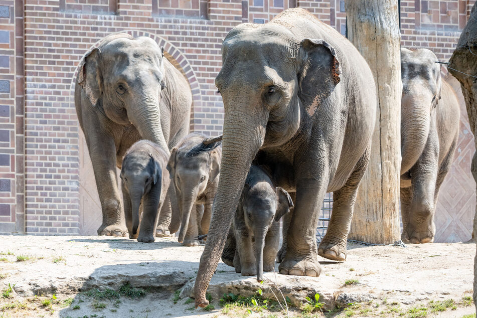 Bei Leipzigs Elefanten wurde in dieser Woche eine neue Methode geübt. Der sogenannte "geschützte Kontakt".