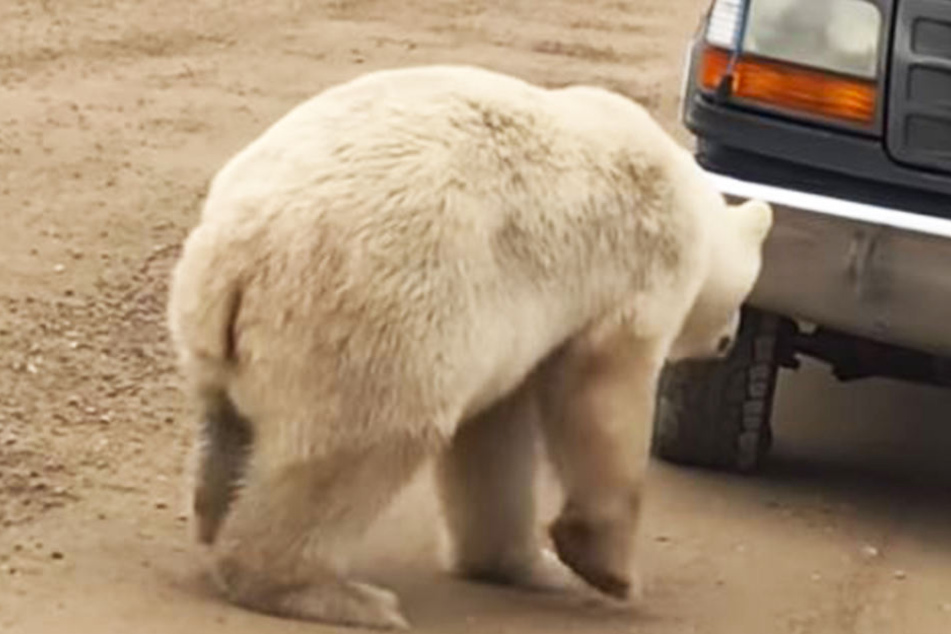 Huch! Dieser Eisbär hat sich erschrocken - weil er sein eigenes Spiegelbild in der Stoßstange des Autos entdeckt hat.