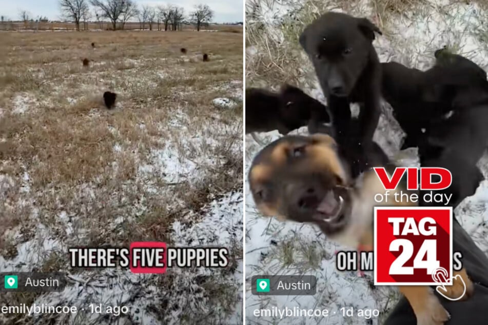 viral videos: Viral Video of the Day for January 22, 2025: Woman discovers dumped puppies in brutal cold