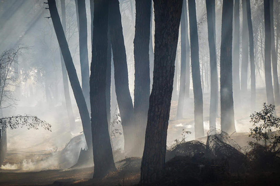 Während einer schweren Hitzewelle sind in vielen Teilen Italiens Waldbrände ausgebrochen.