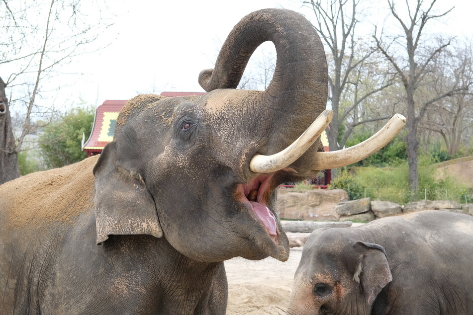 Voi Nam ist heute der Herdenführer auf der Leipziger Elefantenanlage.