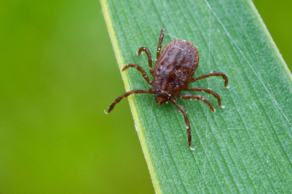 Die Tiere sind besonders in Süd- und Ostthüringen aktiv.