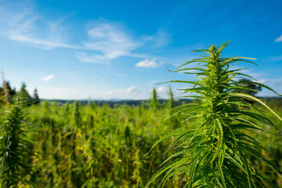 Aus insgesamt 38 bis zu zwei Metern hohen Pflanzen bestand die Cannabis-Plantage (Symbolbild).