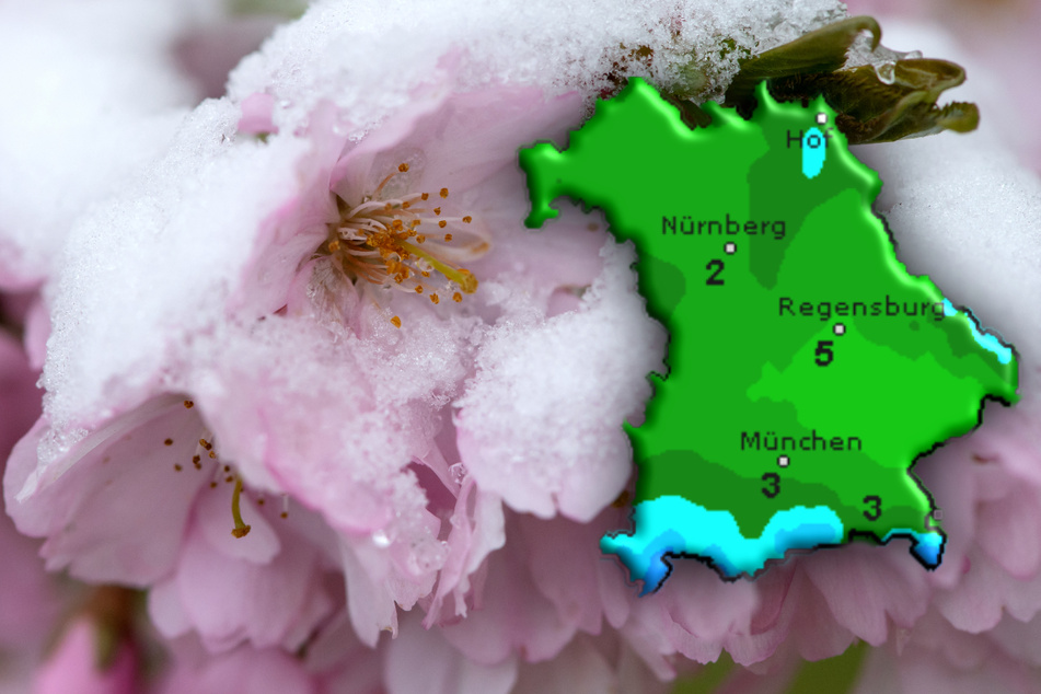 In München ist wie in weiten Teilen Bayerns der Winter zurück und bedeckt die Kirschblüten mit einer Schneeschicht.