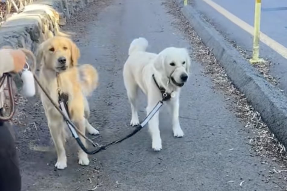Los golden retrievers estaban fuera de sí.