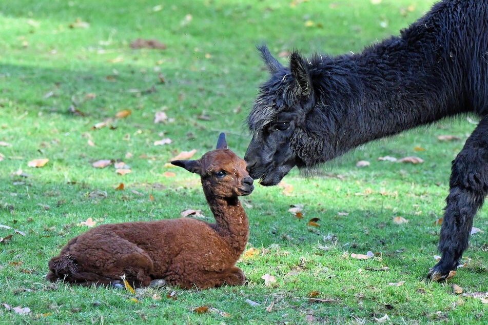 Premiere im Tierpark Eilenburg: Zum ersten Mal wurde hier ein Alpaka geboren.