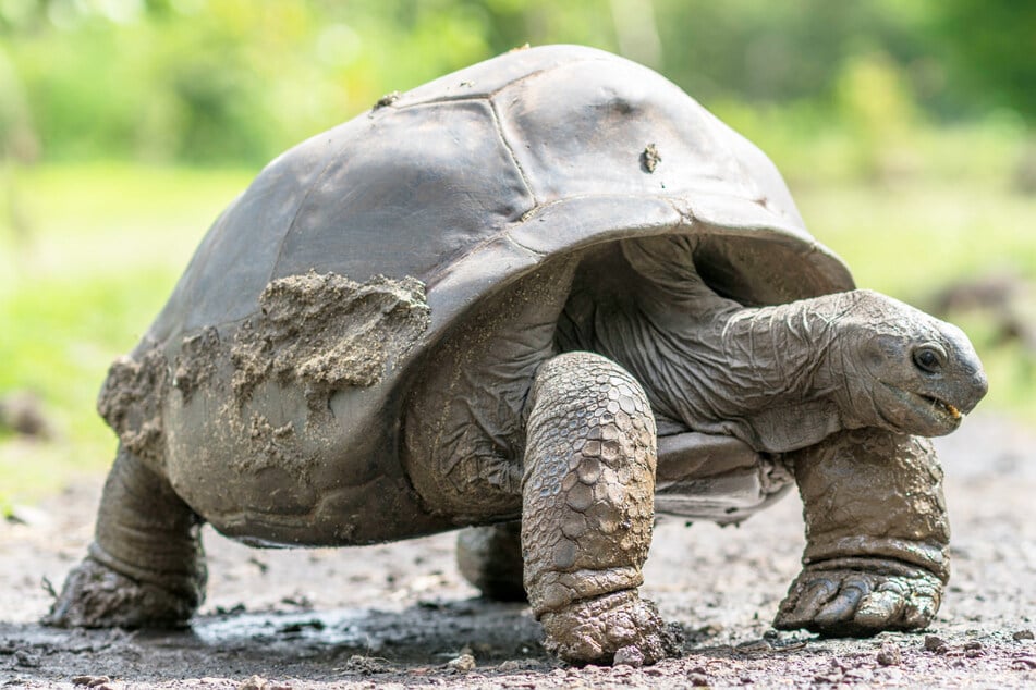 Die Eltern glaubten, sich und ihre Kinder mit dem Blut einer Schildkröte vor dem Coronavirus schützen zu können. (Symbolbild)