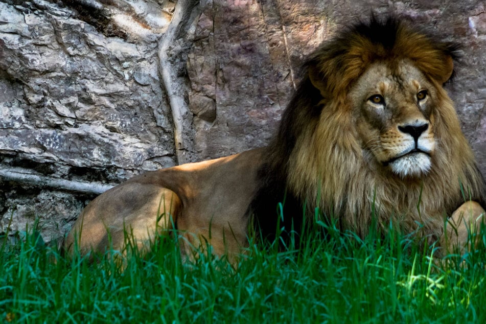 Zoo employee locked in lion enclosure by co-worker