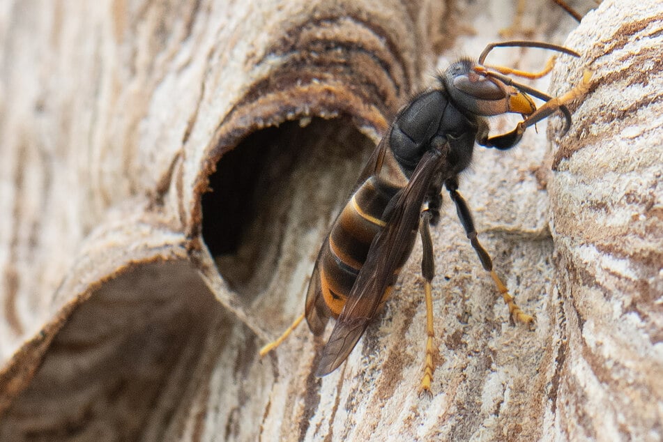 Die aggressive Hornisse tötet Honigbienen im Flug. Inzwischen sind die Behörden nicht mehr zu Beseitigung aller Nester verpflichtet.
