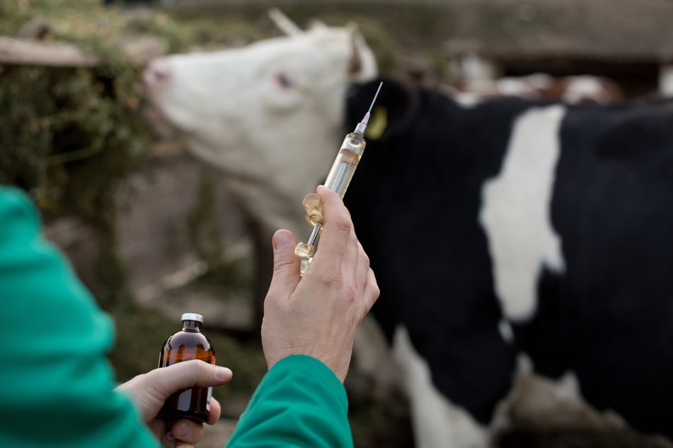 Auch bei Kühen kann die gefährliche Blauzungenkrankheit einen fatalen Verlauf nehmen. Das örtliche Veterinäramt rät zur Impfung! (Symbolbild)