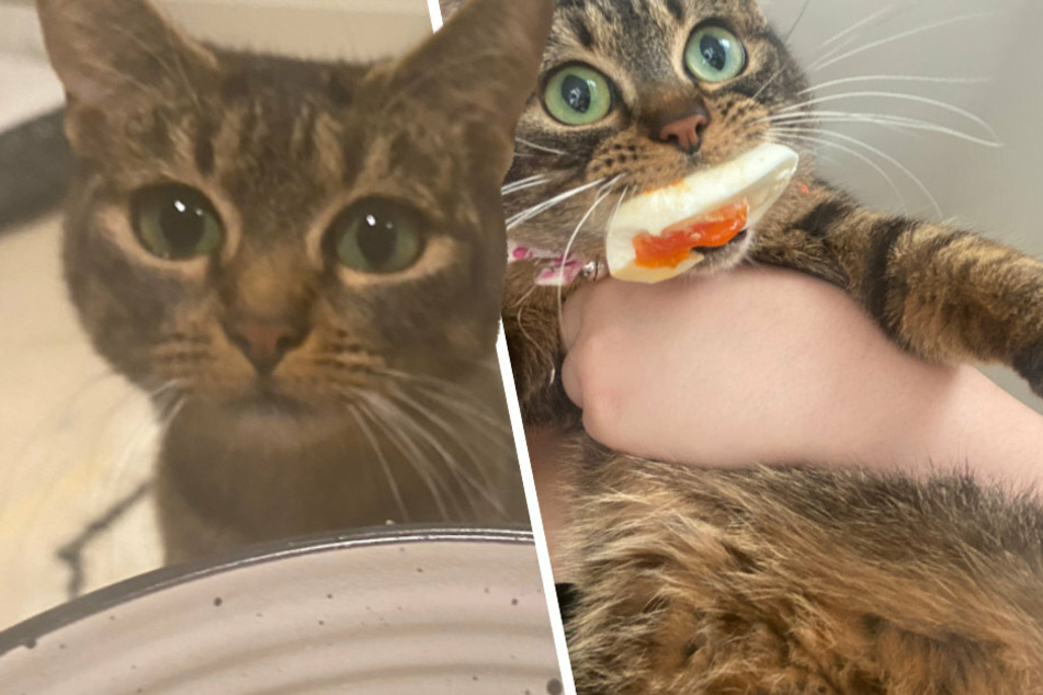 Kater Soda liebt Essen. Sein Frauchen erwischt ihn auf frischer Tat, wie er ein Ei aus ihrer Speise stiehlt (rechts).