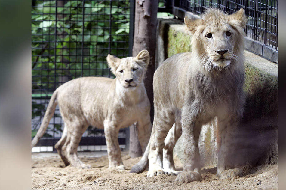 2005 wurde die junge Löwin Kimba und der Löwe Malik zusammen in ein Gehege gebracht.