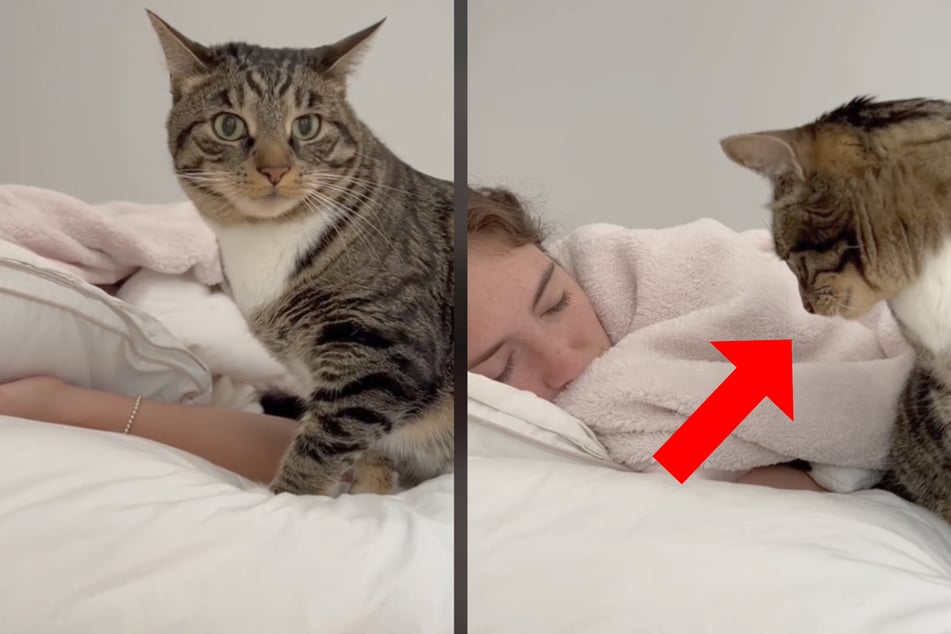 Cat "alarm clock" wakes up owner with full-forced chomp!
